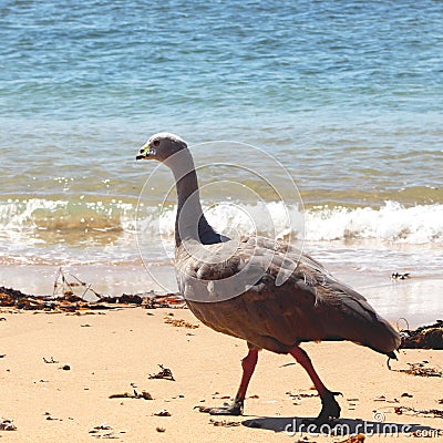 Cape barren goose Cereopsis novaehollandiae Stock Photo