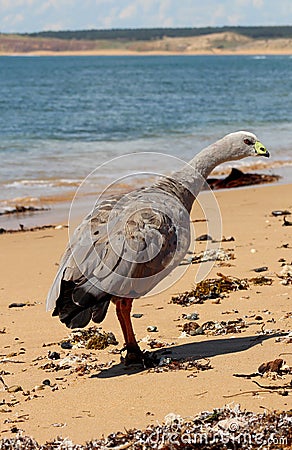 Cape barren goose Cereopsis novaehollandiae Stock Photo