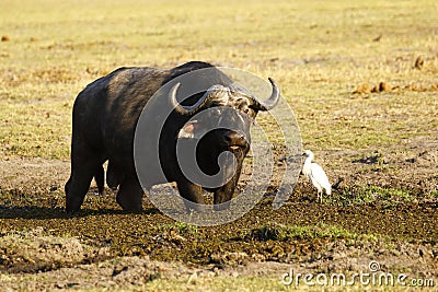 Cape Buffalo on the African Plains with a Little egret Stock Photo