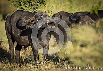 Male cape buffalo with grass in its mouth standing head on facing camera in Moremi Okavango Delta Botswana Stock Photo