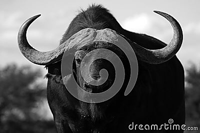 Cape Buffalo bull portrait Stock Photo
