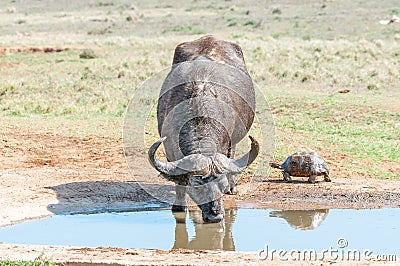 Cape Buffalo and Leopard tortoise Stock Photo