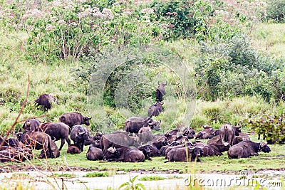 Cape buffalo obstinacy in Ngorongoro Conservation Area Stock Photo