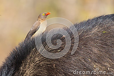 Cape buffalo with red-billed ox-pecker looking for insects Stock Photo
