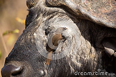 Cape buffalo with red-billed ox-pecker looking for insects Stock Photo