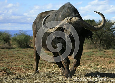 Cape Buffalo in South Africa Stock Photo
