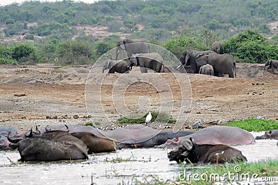 Cape buffalos and elephants, Queen Elizabeth National Park, Uganda Stock Photo