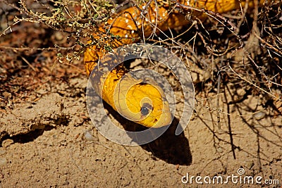 Cape cobra Stock Photo