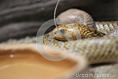 Cape cobra Stock Photo