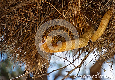 Cape Cobra Stock Photo