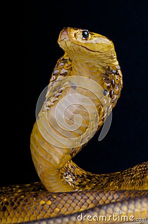 Cape cobra / Naja nivea Stock Photo