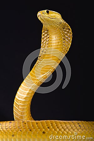 Cape cobra (Naja nivea) Stock Photo