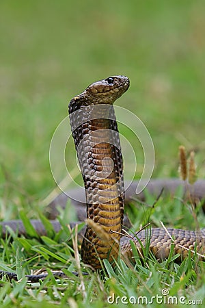 Cape Cobra Snake Stock Photo