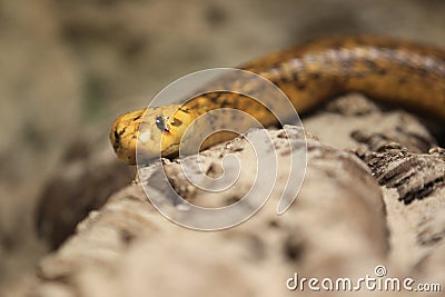 Cape cobra Stock Photo