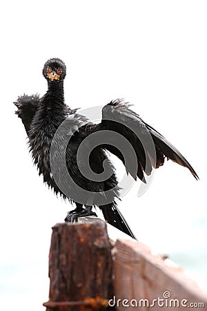 Cape Cormorant Stock Photo