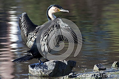 Cape Cormorant Stock Photo