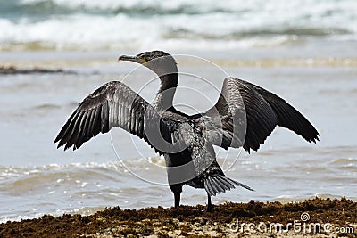 Cape Cormorant Bird With Wings Spread Phalacrocorax capensis Stock Photo