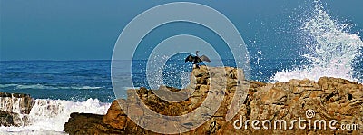 Cape Cormorant on rocks Stock Photo
