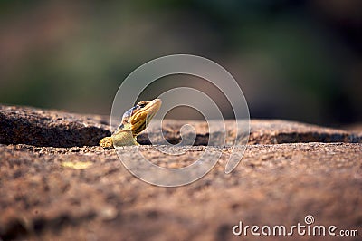 Cape Crag Lizard Stock Photo