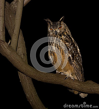 Cape Eagle Owl Stock Photo