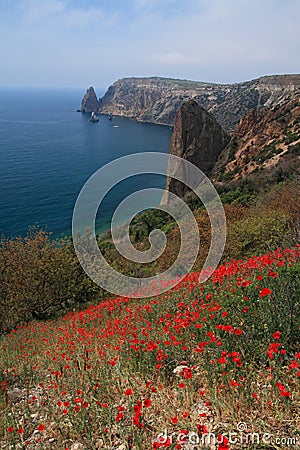 Cape Fiolent. Field of red poppies. Crimea. Stock Photo