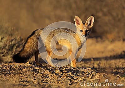 Cape fox, Kalahari desert, South Africa Stock Photo