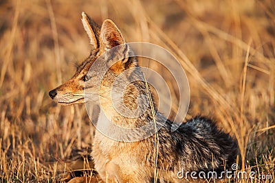 Cape fox (Vulpes chama) resting in front of burrow, Kalahari, South Africa Stock Photo