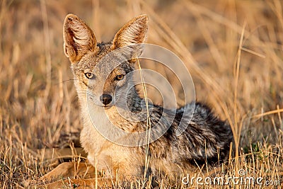 Cape fox (Vulpes chama) resting in front of burrow, Kalahari, South Africa Stock Photo