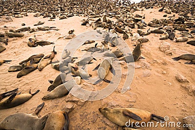 Cape fur seal Stock Photo