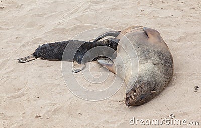Cape fur seal (Arctocephalus pusillus) Stock Photo