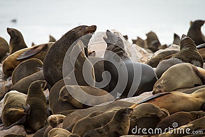 Cape fur seal colony Stock Photo