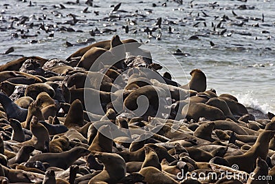 Cape Fur Seal Colony in Namibia Stock Photo