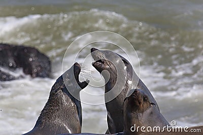 Cape Fur Seal Colony in Namibia Stock Photo