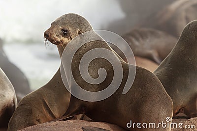 Cape Fur Seal Stock Photo