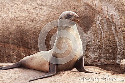 Cape Fur Seal Stock Photo