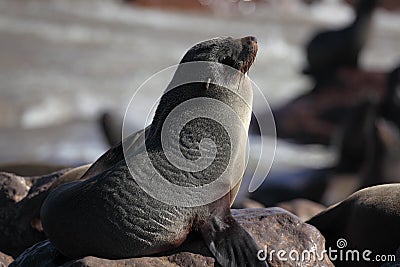 Cape fur seal, Skeleton Coast, Namibia Stock Photo