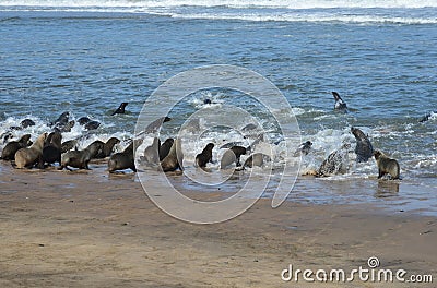Cape fur seals frolicking in the surf Stock Photo
