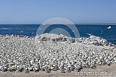 Cape Gannets Morus capensis Stock Photo