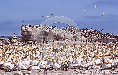 Cape Gannets at Bird Island in South Africa Stock Photo