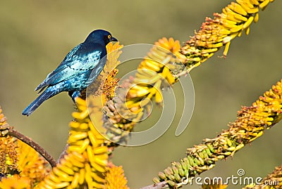 Cape Glossy Starling Stock Photo