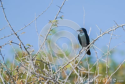 Cape glossy starling on acacia branch Stock Photo