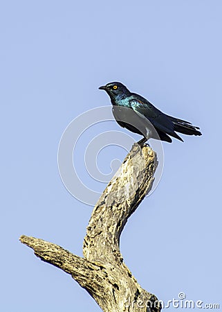 Cape Glossy Starling - Birds of The Great Lumpopo Transfrontier Park Stock Photo