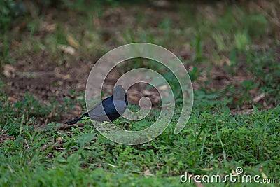 Cape Glossy Starling in the grass in the garden Stock Photo