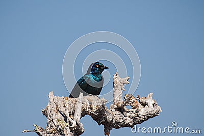 Cape Glossy Starling, Lamprotornis nitens in Etosha Park, Namibia Stock Photo