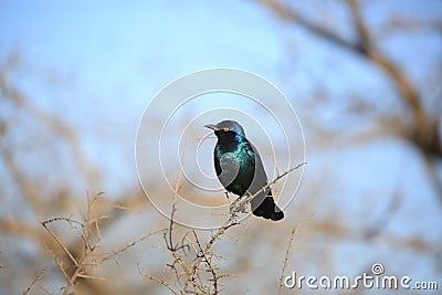 Cape glossy starling Stock Photo