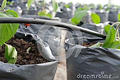 cape gooseberries growing in greenhouse plant nursery with drip Stock Photo