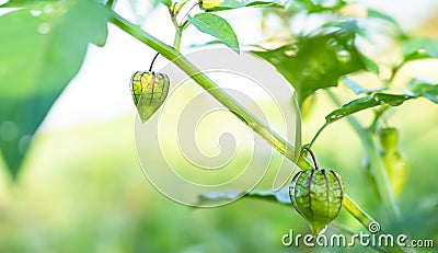 Cape Gooseberry on Growth Green Tree in Park Stock Photo