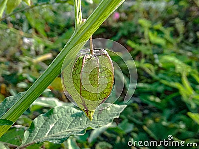 Physalis or cape gooseberry,ground cherry fruit on the plant in garden with natural background. Groundcherries Physalis peruviana. Stock Photo