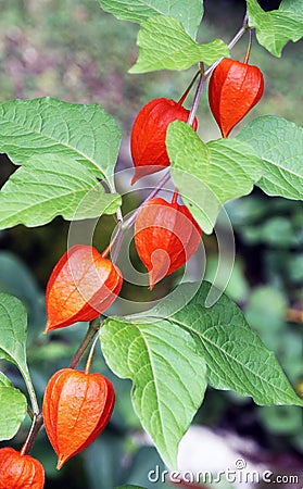 Cape gooseberry or physalis Stock Photo