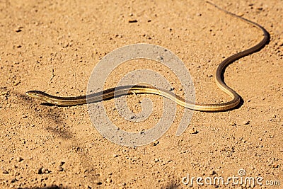 Cape Grass or Snake Lizard Chamaesaura anguina on dirt road, Malalotja Nature Reserve, Eswatini, Swaziland Stock Photo
